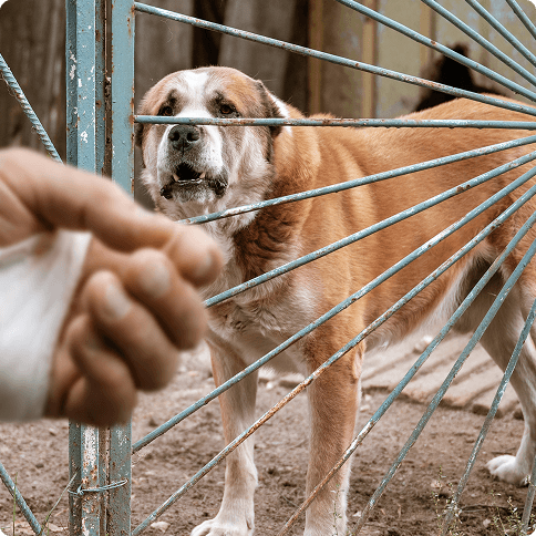 Dog Bites